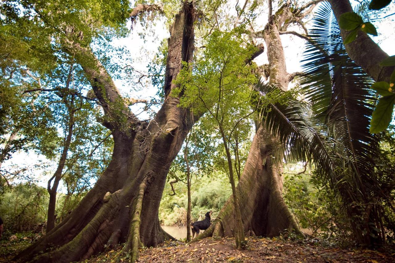 Lower Dover Jungle Lodge & Maya Ruins Unitedville Exteriér fotografie